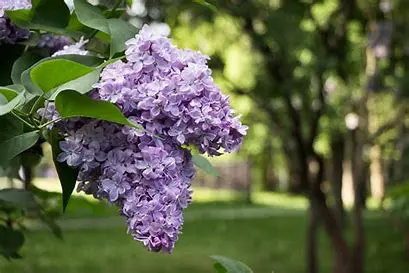 ハムステッドサマーの魅力を探る｜リバティの夏の花々
