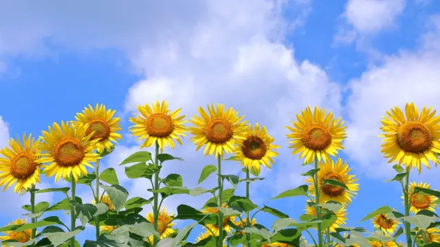 リバティのひまわり柄｜スモールスザンナの美しさを徹底解説