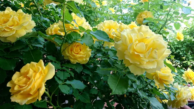 ハムステッドサマーの魅力を探る｜リバティの夏の花々