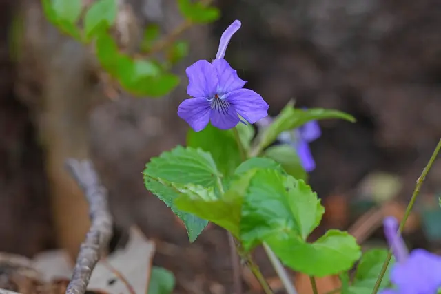 マーガレットアニーの魅力を探る-リバティの夏の庭園 | リバティ×リバティ