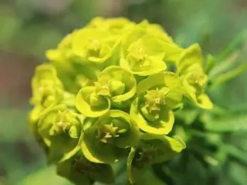 リバティのイルマ柄をご紹介｜草花のデザインの魅力に迫る | リバティ